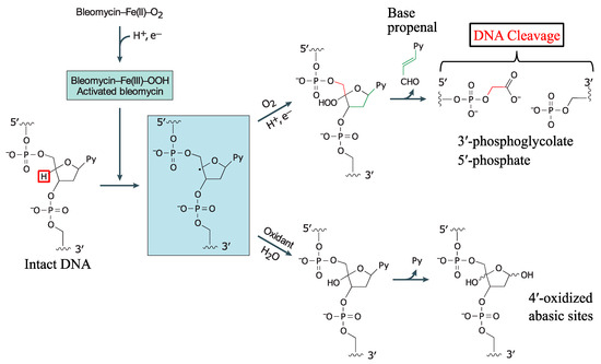 Fig.2 Mechanism of bleomycin-mediated DNA cleavage.
